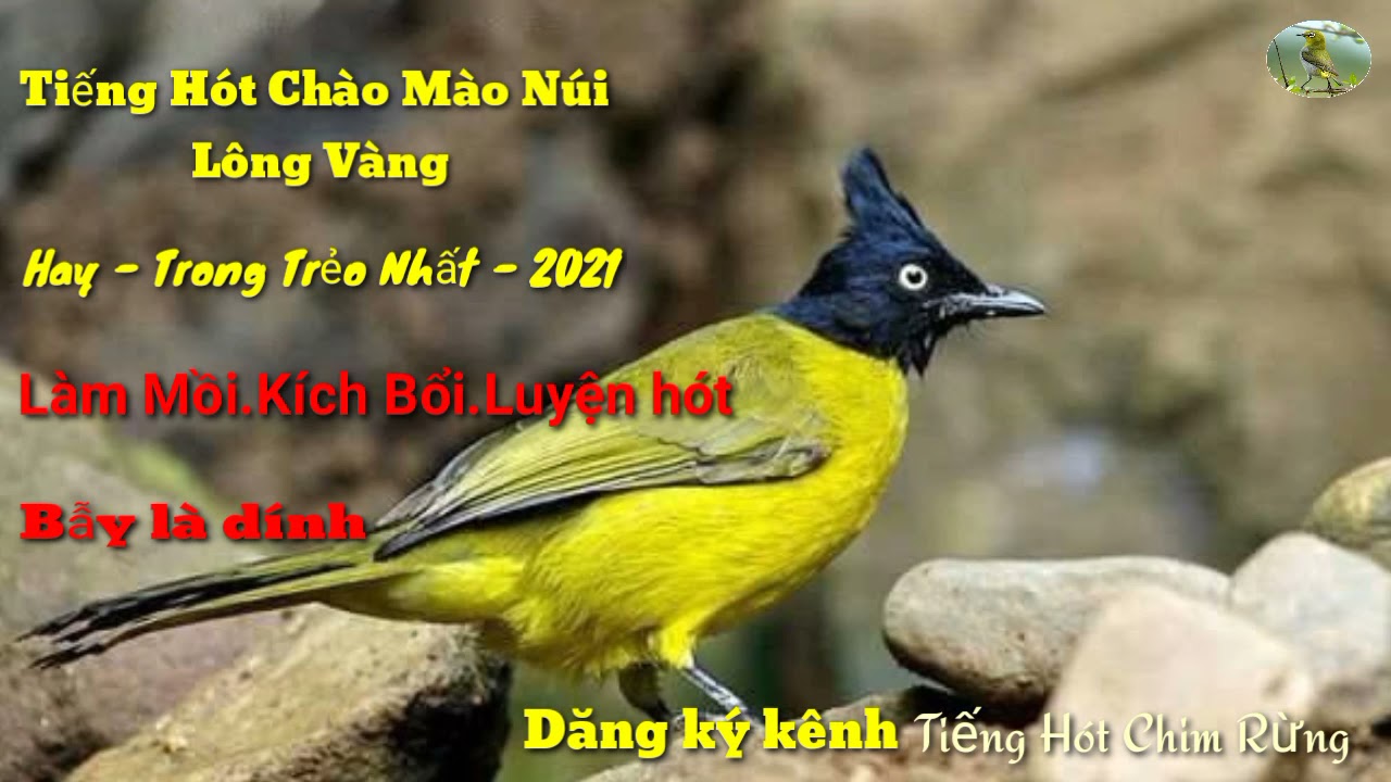 Tiếng hót Chào mào núi/Chào mào lông vàng/hay nhất 2021/Chào mào núi mồi