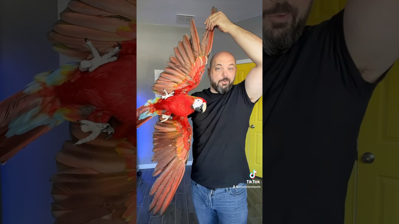 Touching your parrot ( part 2 )