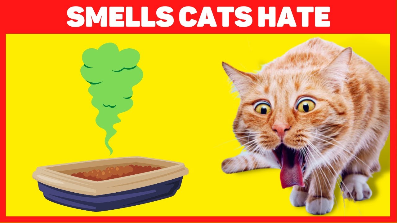 Smells Cats Hate 🐈💨🤢