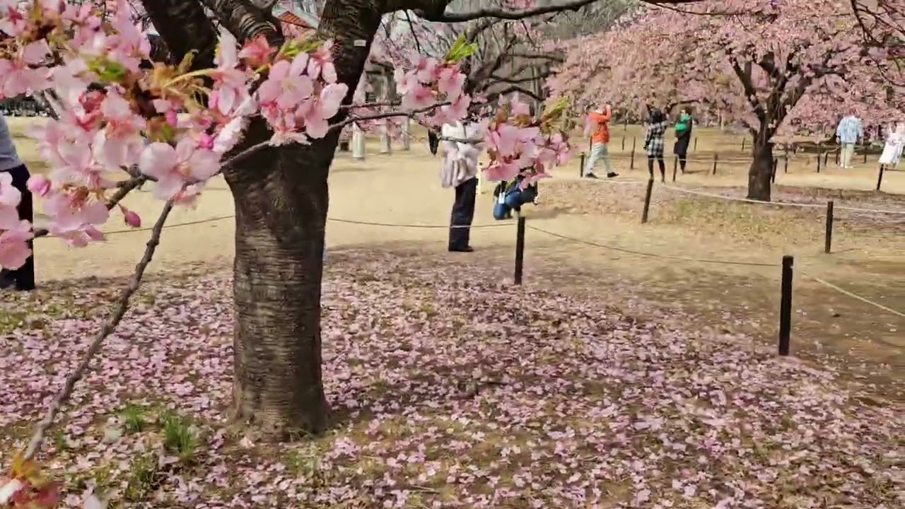 代代木公园的樱花盛开🇯🇵