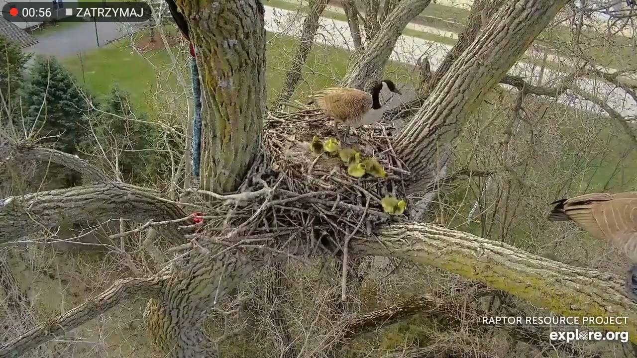 🐥Sześć słodkich gąsiątek kanadyjskich wyskoczyło z gniazda 🐥 - Decorah.