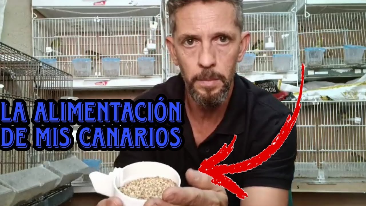 ALIMENTACIÓN de mis TIMBRADOS