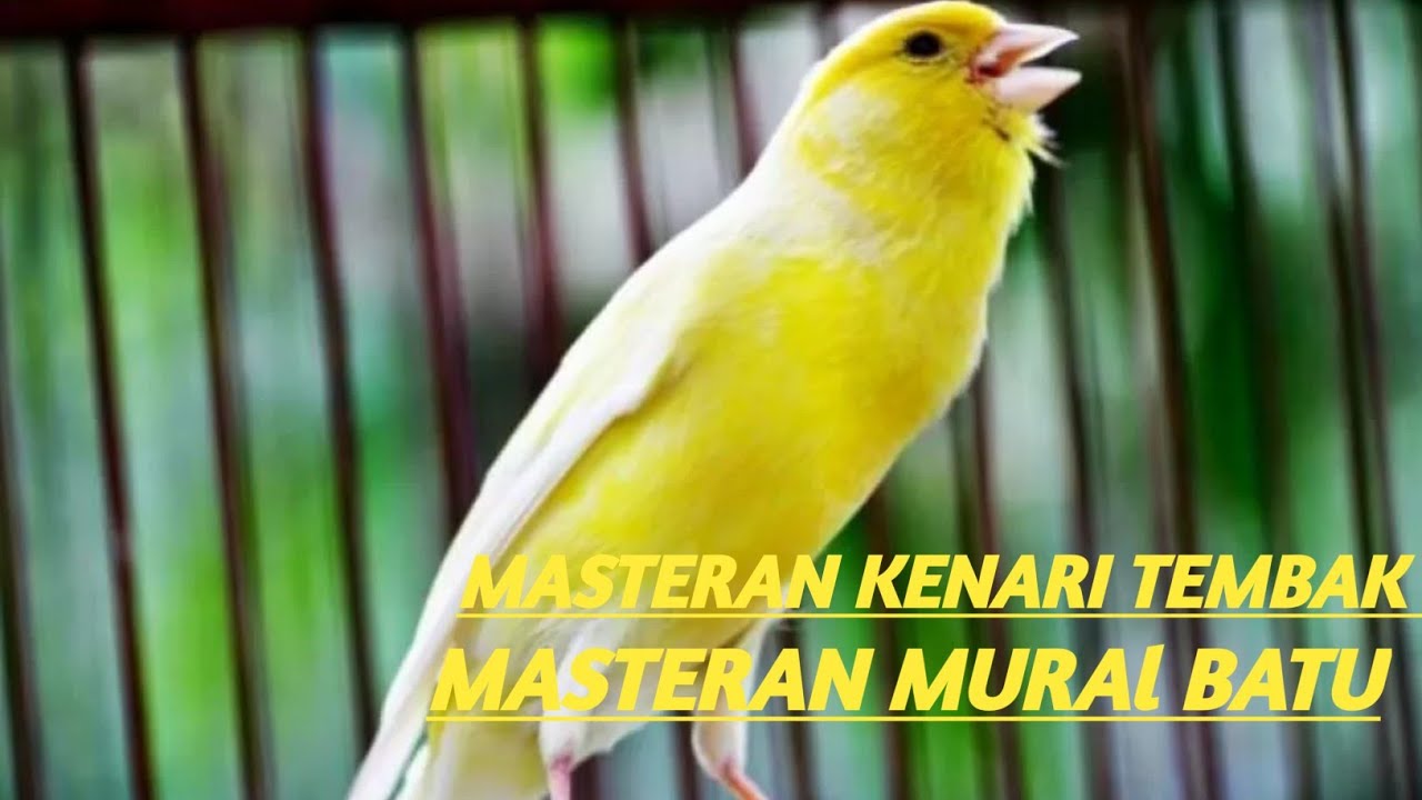 Kenari gacor Roll Tembak  [ Masteran Kenari & Murai Batu ]