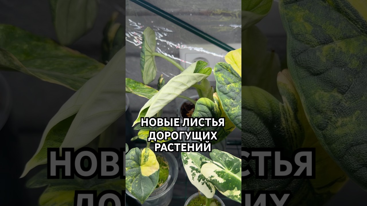 НОВЫЕ ЛИСТОЧКИ ВСЕГДА ПРИЯТНО🍃 #алоказия #мело #растения #цветы #plants #новыелистья #обзор