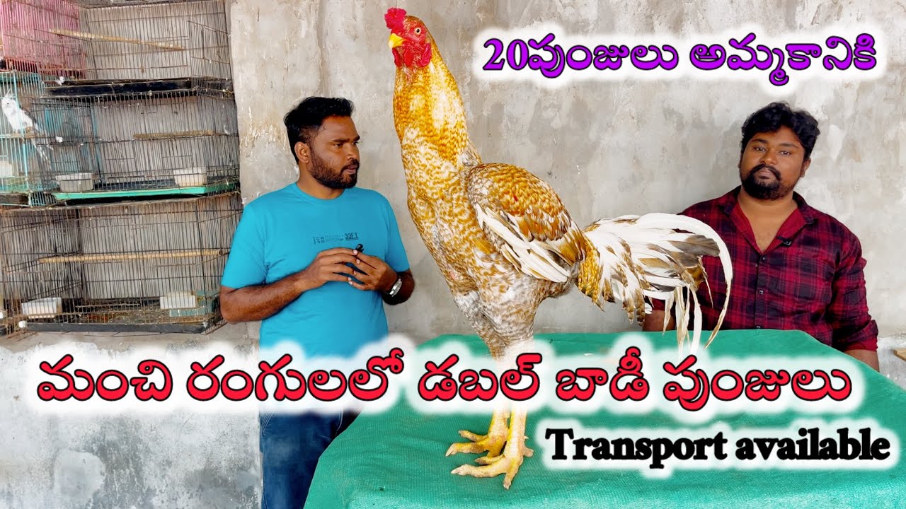 MK pets786 Nellore transport available ￼#viral #pets #video #@mkpets786 
