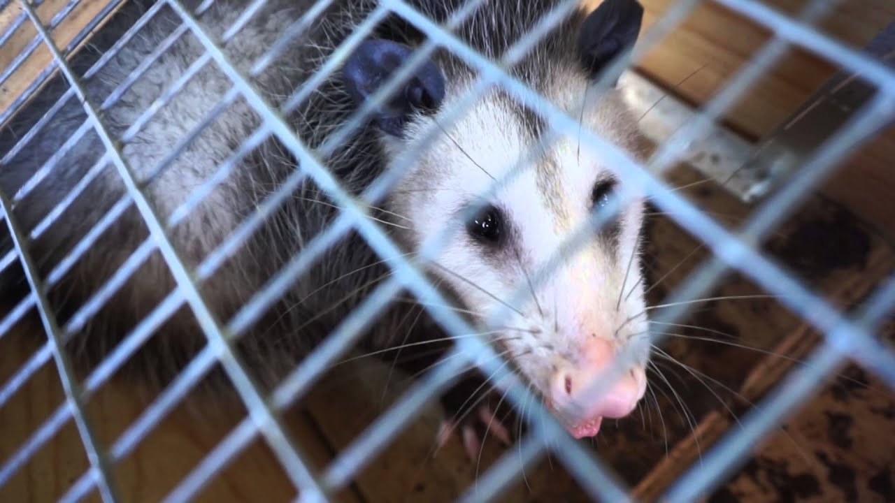 Opossum