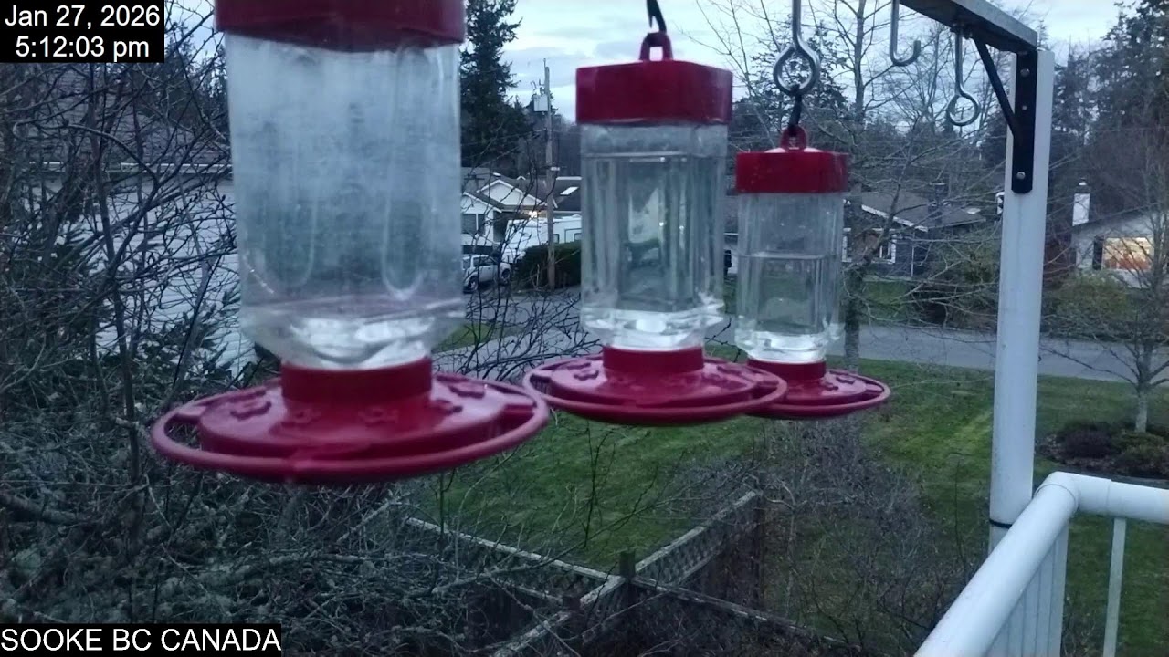 Hummingbirds Live,  Jan 27 2026