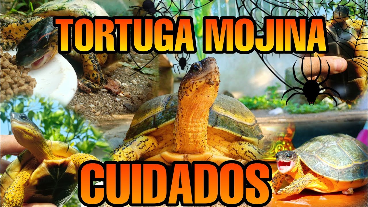 Tortuga Mojina CUIDADOS - RHINOCLEMYS AREOLATA