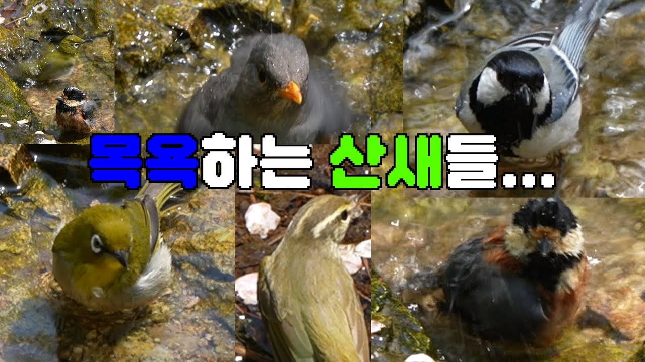 작은 웅덩이에서 목욕하는 산새들...( 작은 산새들이 작은 웅덩이에 모여서 목욕을 합니다 )