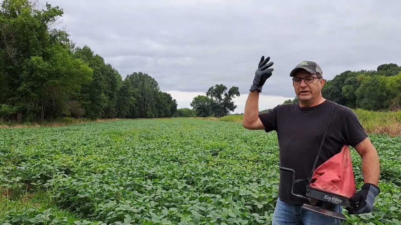 overseeding into soybeans