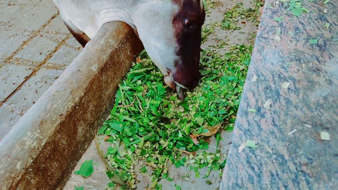 Shri Krishna Gaushalla ! Mandi Gobindgarh