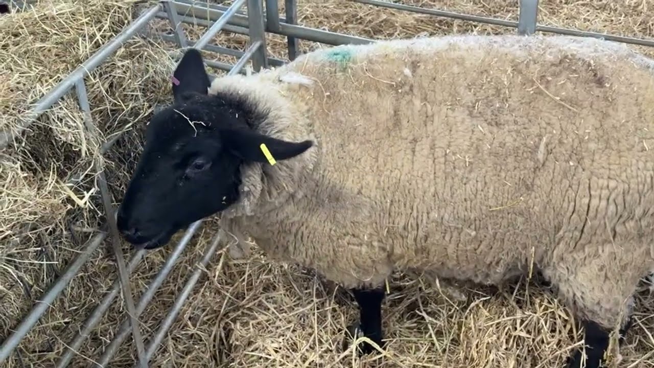 Live birth! A single Suffolk always makes me nervous 😟