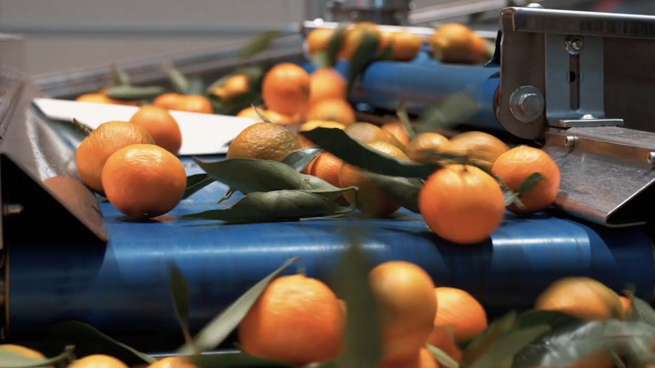 2020 - AGRUCORSE (FRANCE) - Sorting & Packing leaf clementines