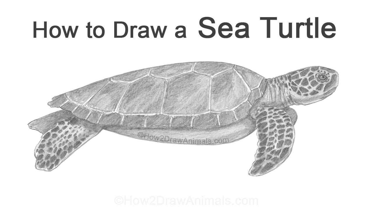 How to Draw a Sea Turtle (Green Sea Turtle)
