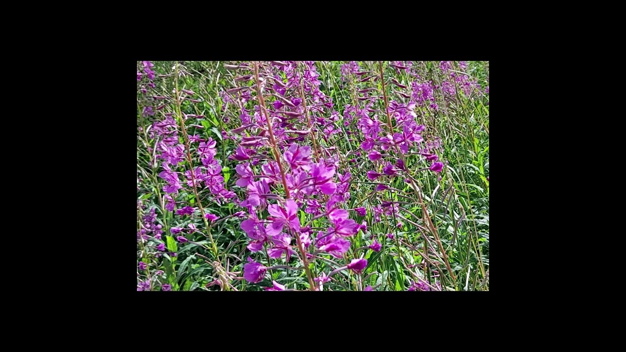 Blomsterängar i Lillån