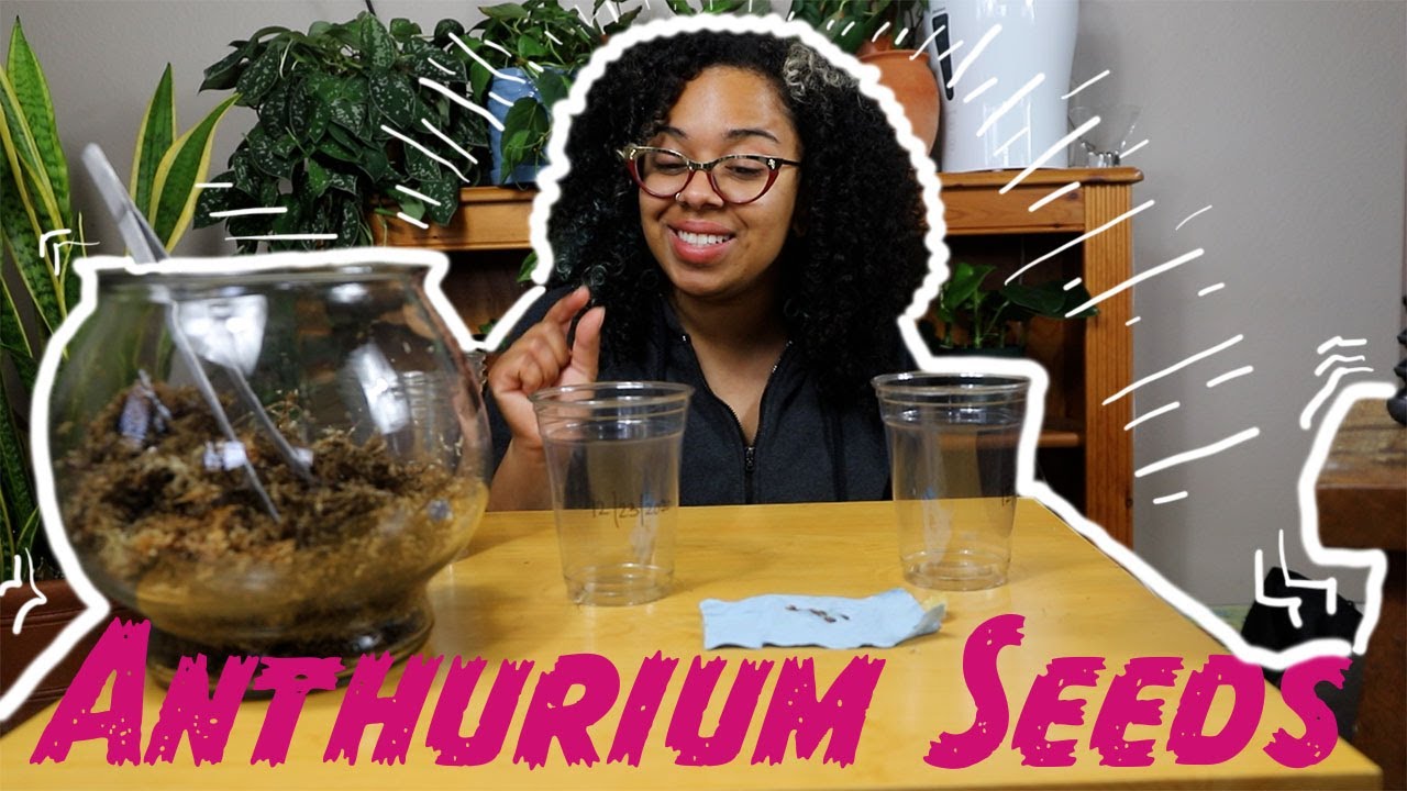Germinating Anthurium Seeds: Anthurium vittarifolium [First Month]