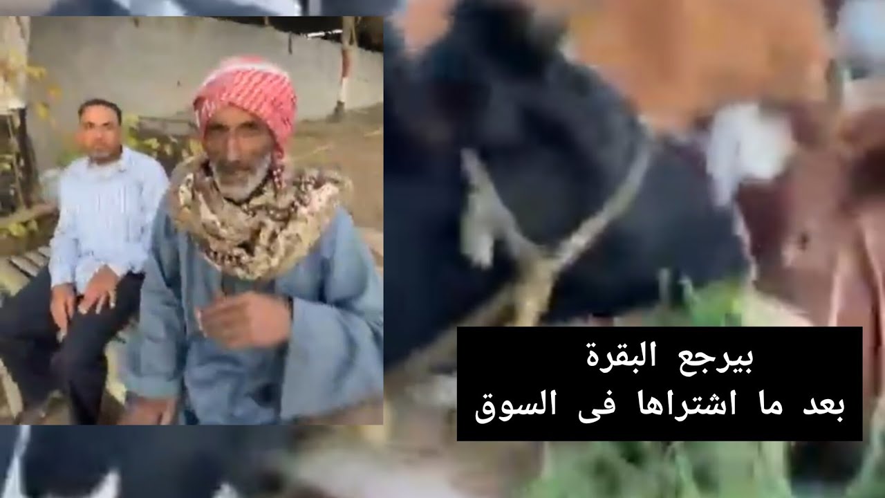 اشترى منه البقرة فى السوق ورجع فى كلامه ورجعها البيت والبقرة بعين واحدة شوف رد فعل التاجر الفصيح