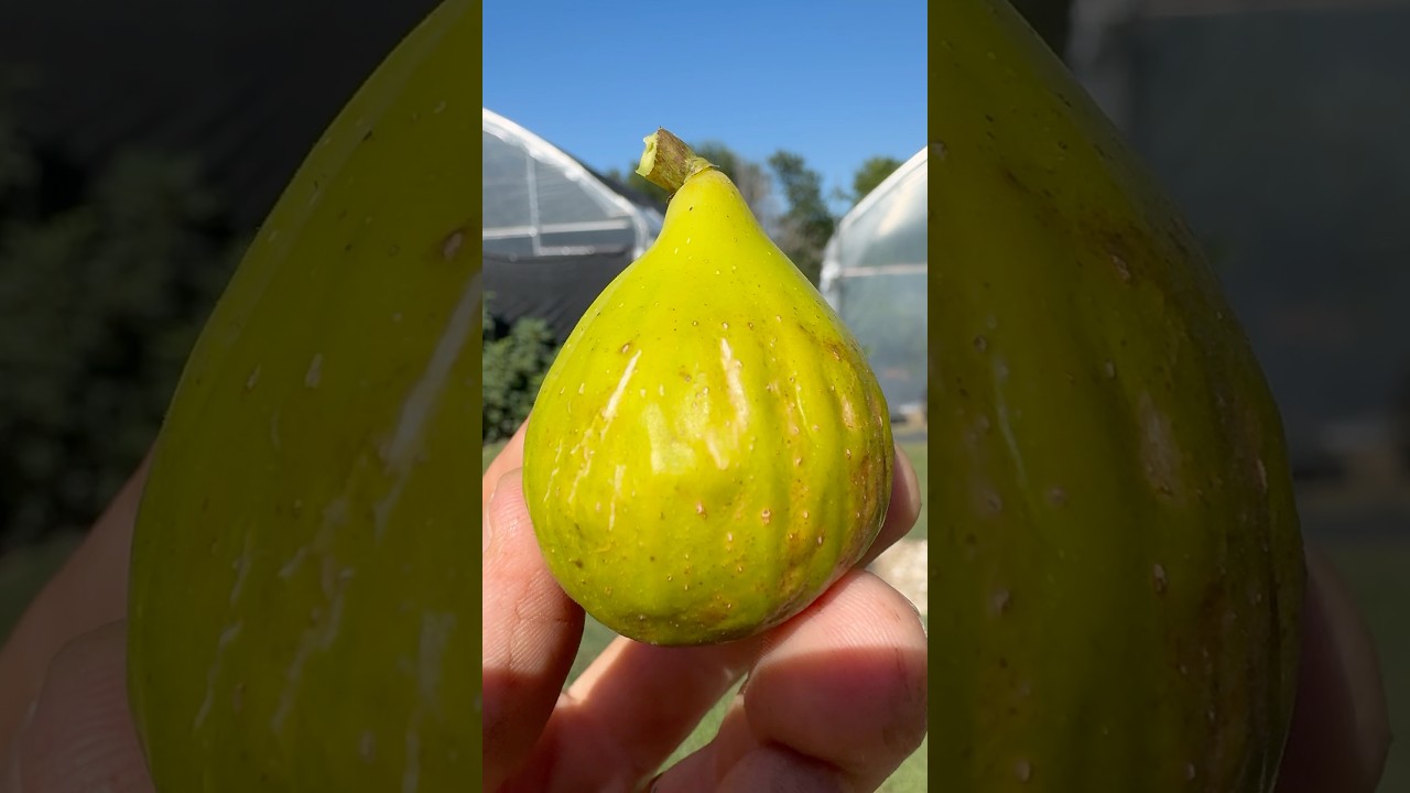 Top 25 fig of last year #fig #garden #fruit #gardening #love #nature #growyourownfood #food #figs