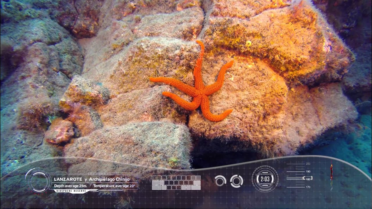 Lanzarote Into The Blue - Diving