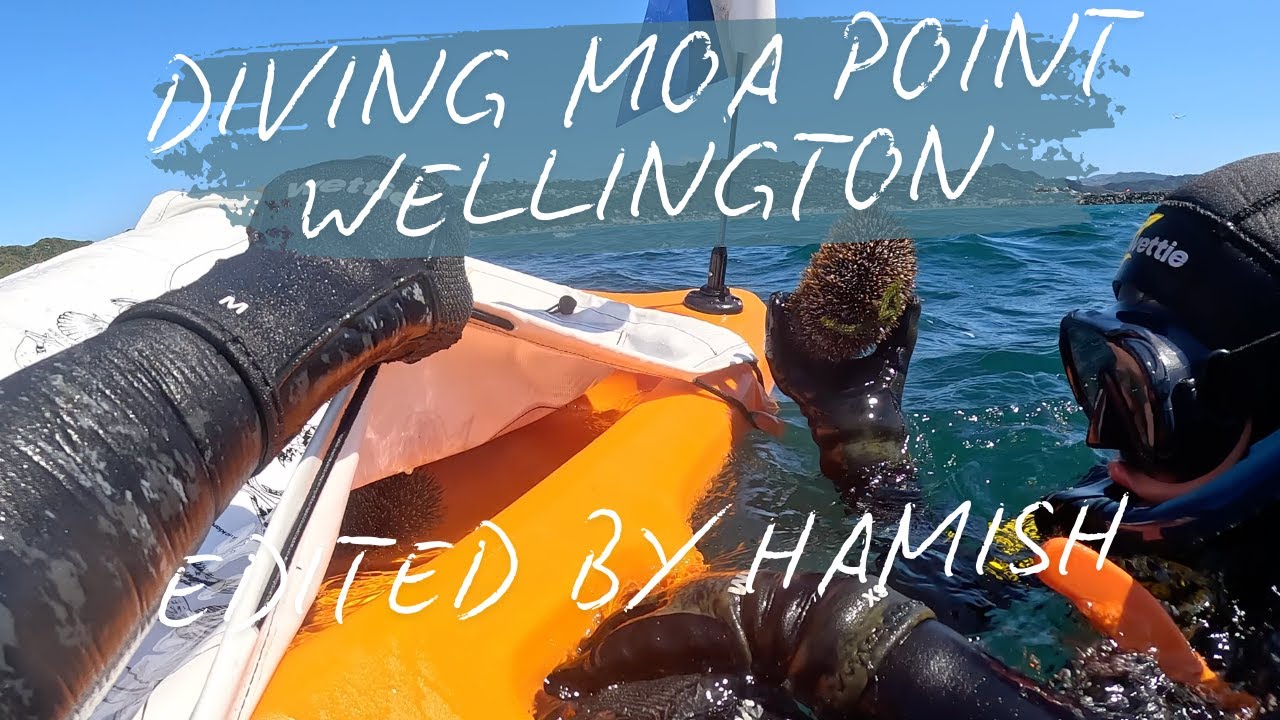 DIVING WELLINGTON-Moa Point