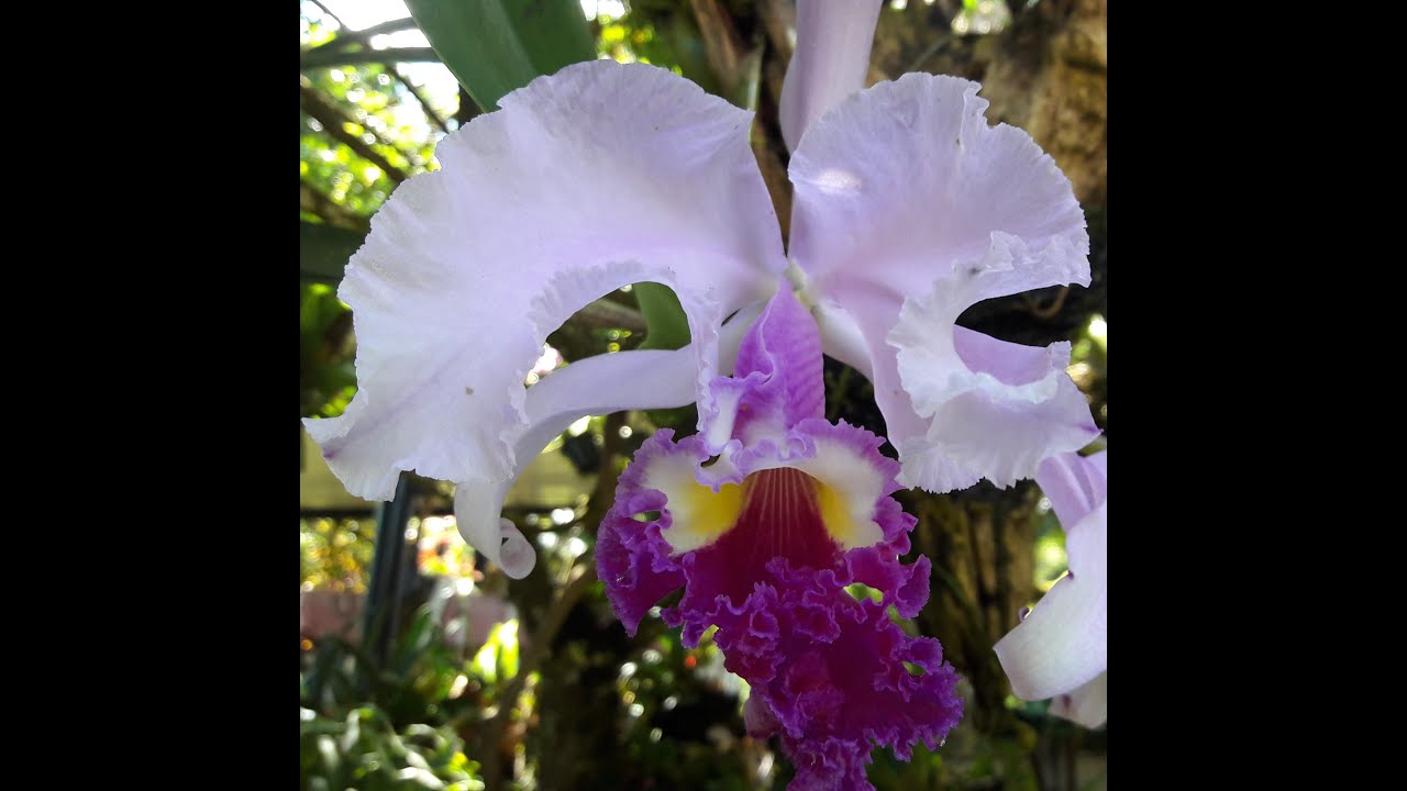 Orquideas Cattleyas vs Arundina graminifolia