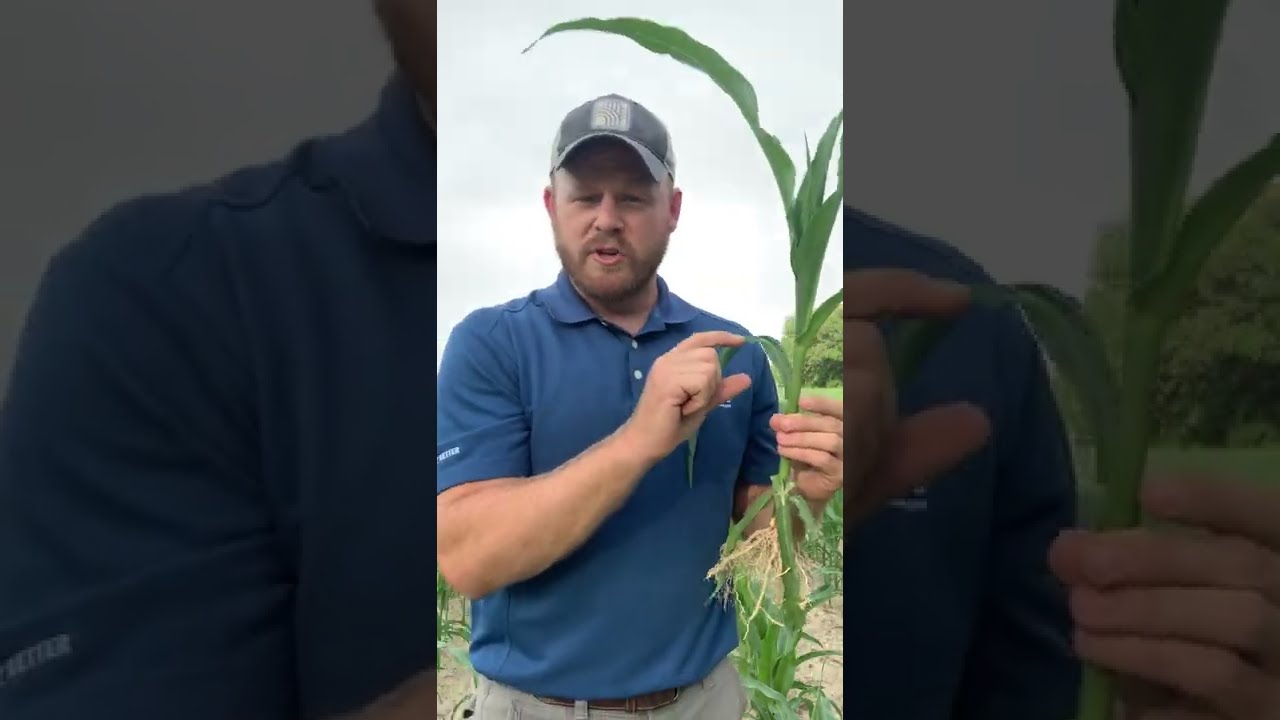 Corn Leaf Rolling