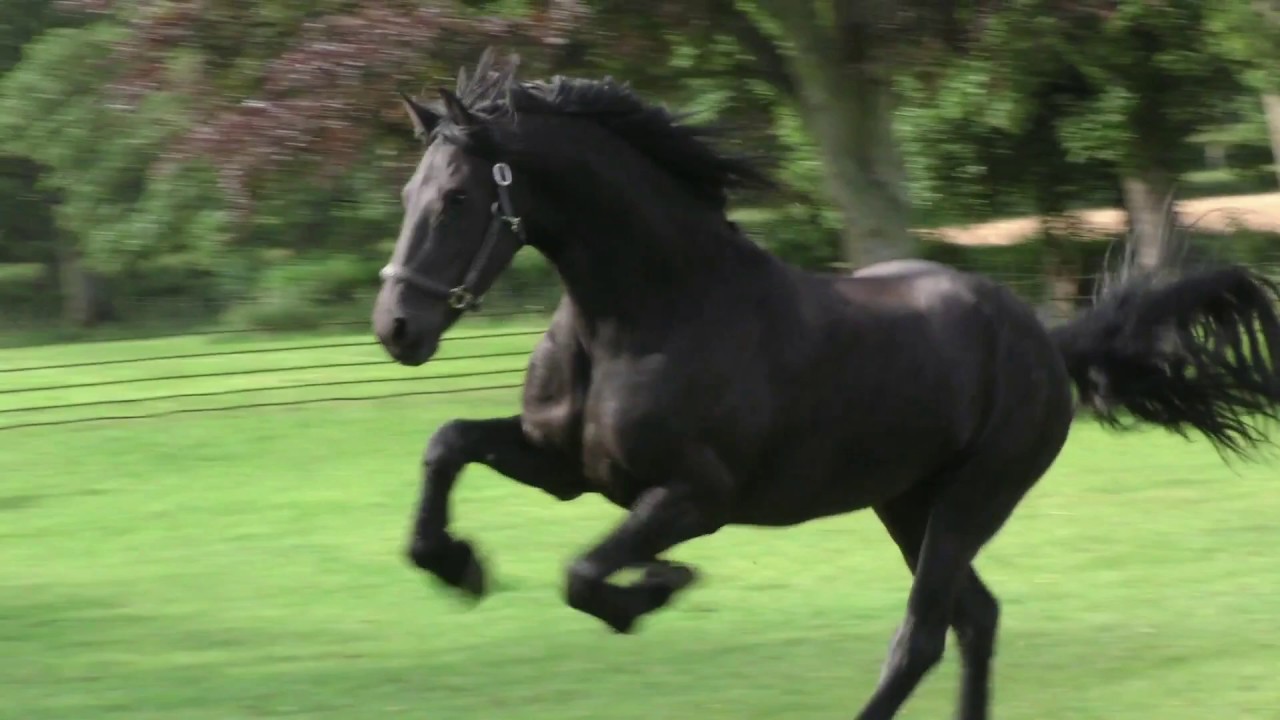 Apollo and Farouk find our new yearling Bella, very interesting and they both try out do each other