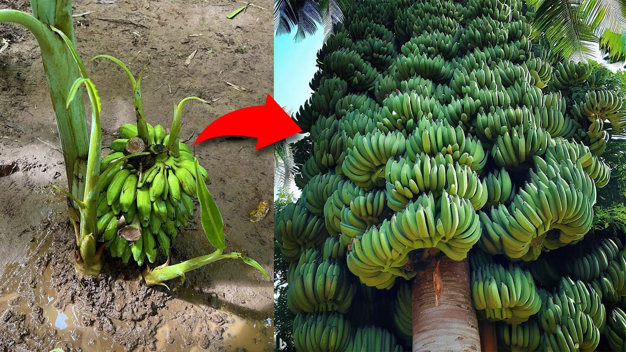 i Growing Banana Fruit Get Results Fast, How To Grafting Tree