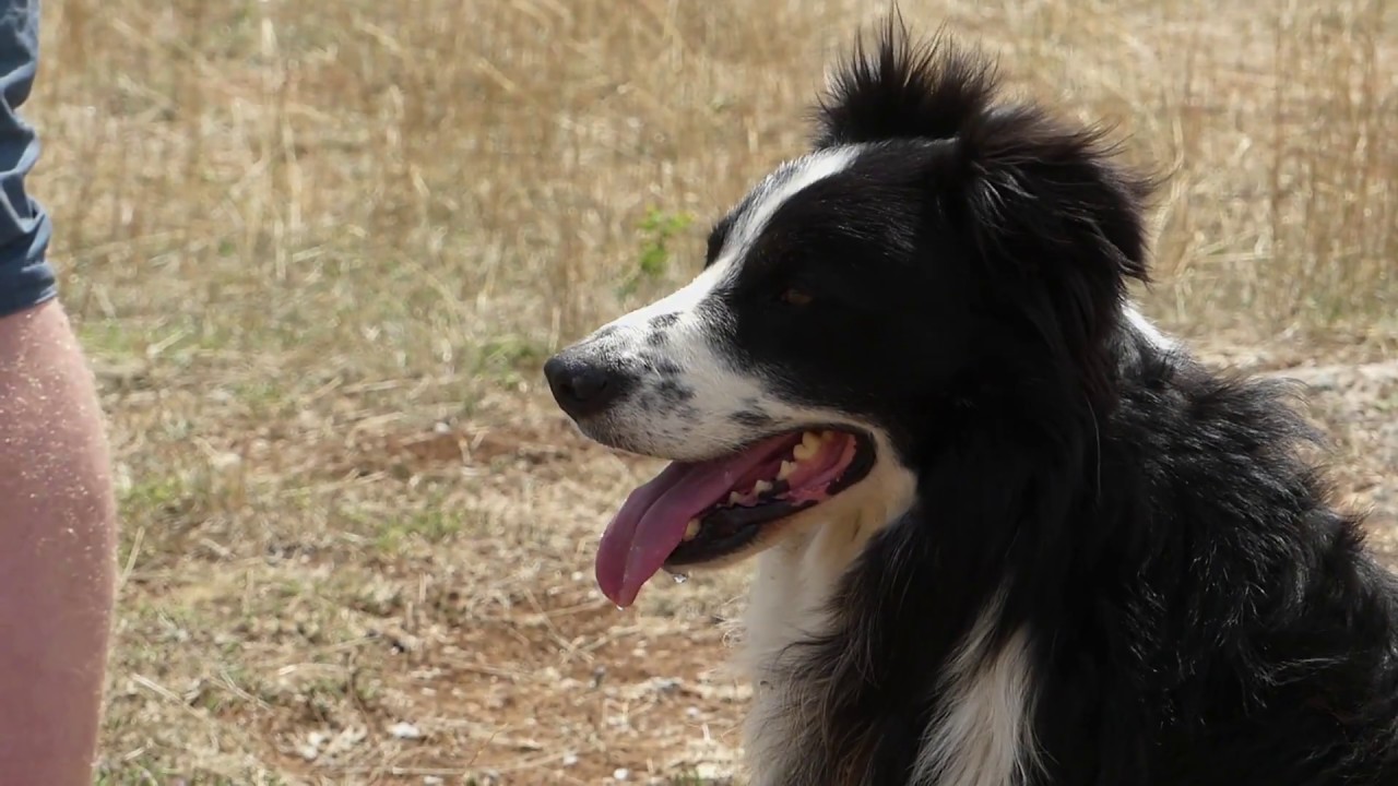 Chien au troupeau - Concours Larzac