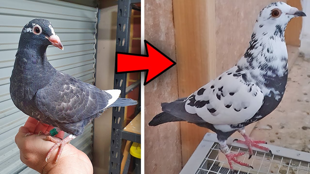 NEW BABY PIGEONS ( TIGER GRIZZLE?)
