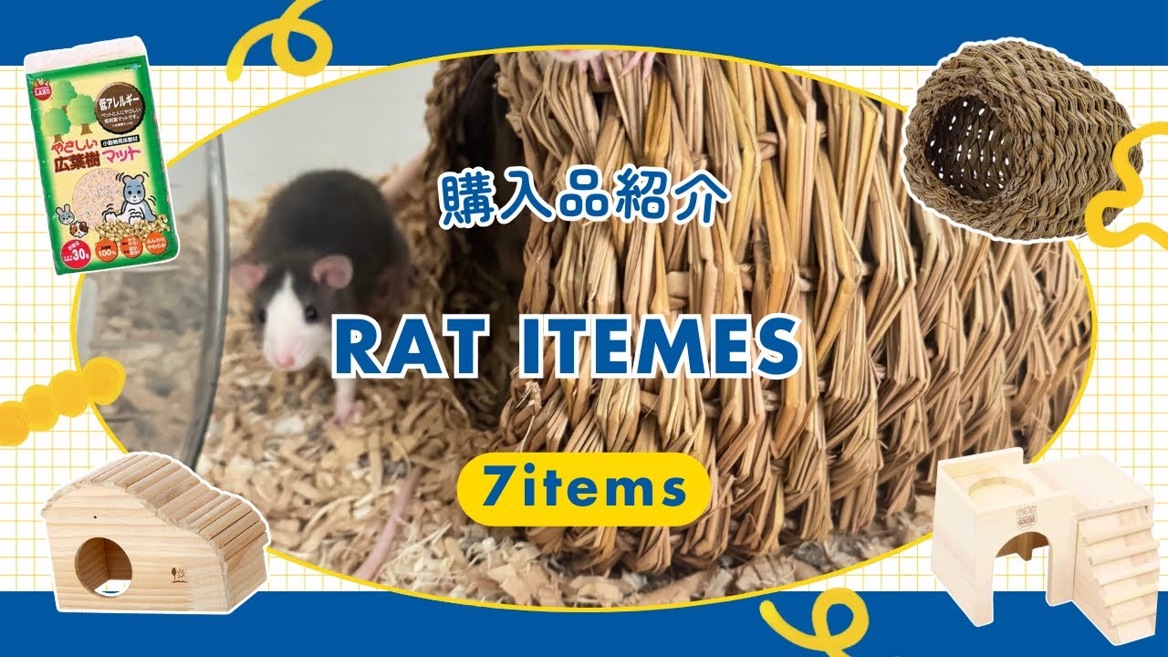 ファンシーラットの子供達のためにお買い物