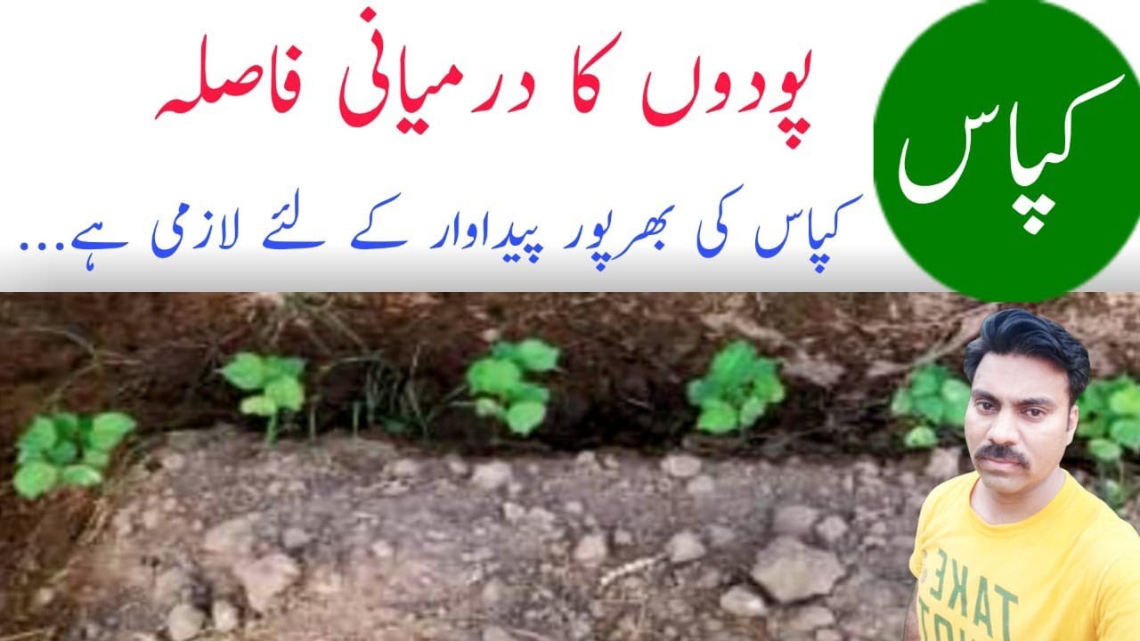 Reasons to maintain optimum plant population or spacing in cotton crop |Thinning time n cotton crop