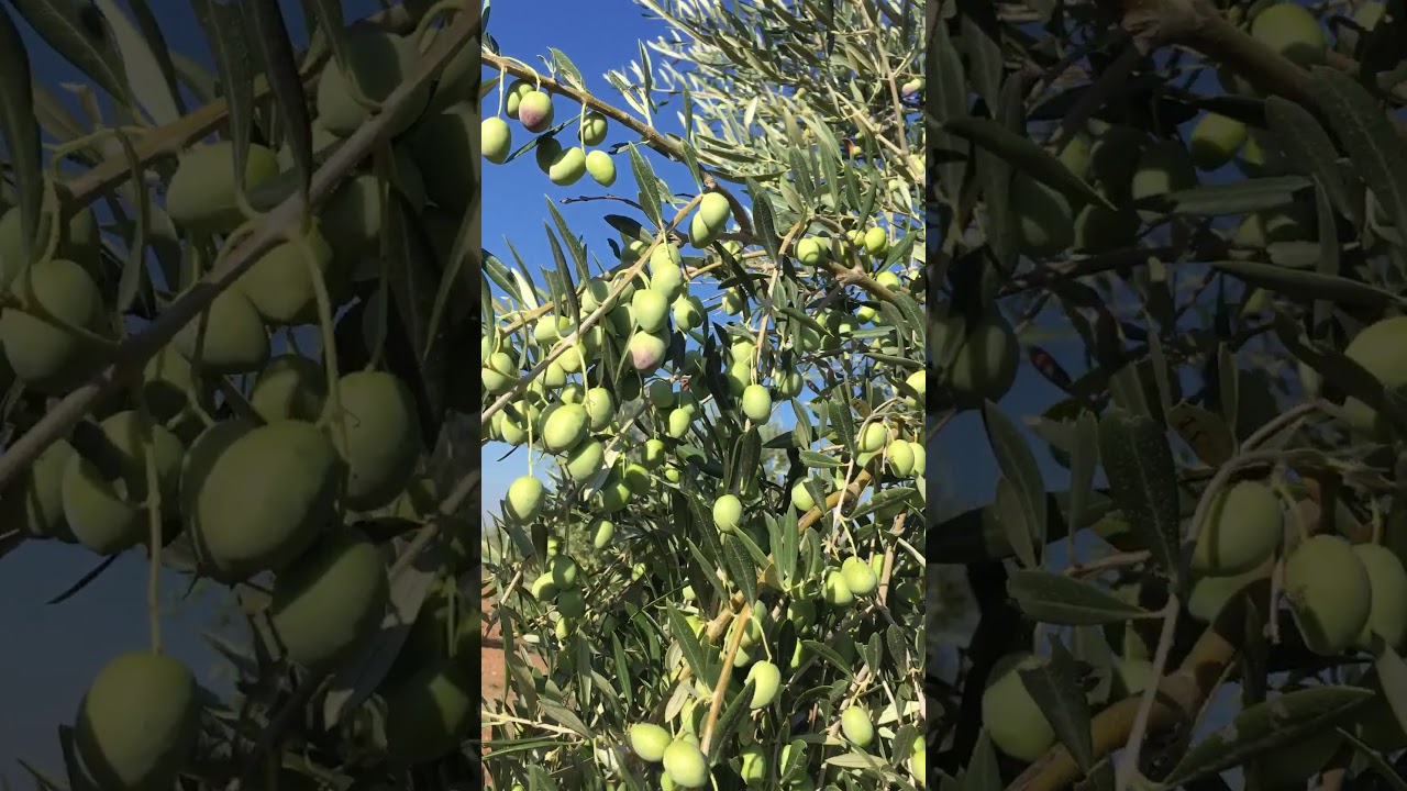 AGRITEC Ingenieros.Picuales con 6 años en Vidigueira.35 kg/árbol