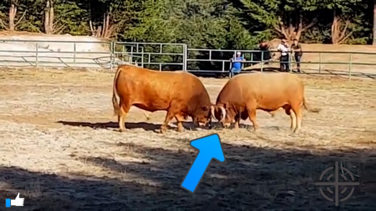 A chega de bois _ Assim está bem!!!