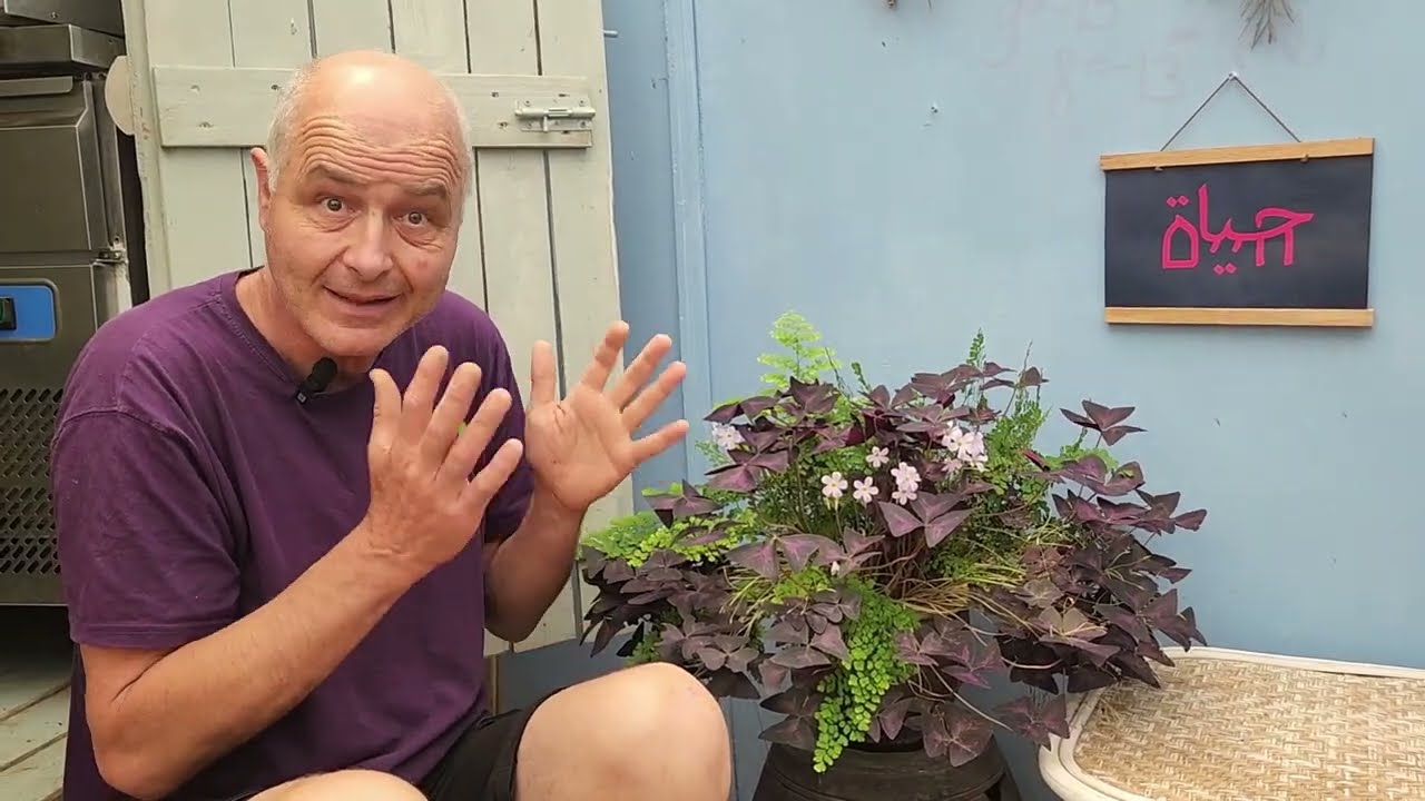 גל וחמציץ סגול