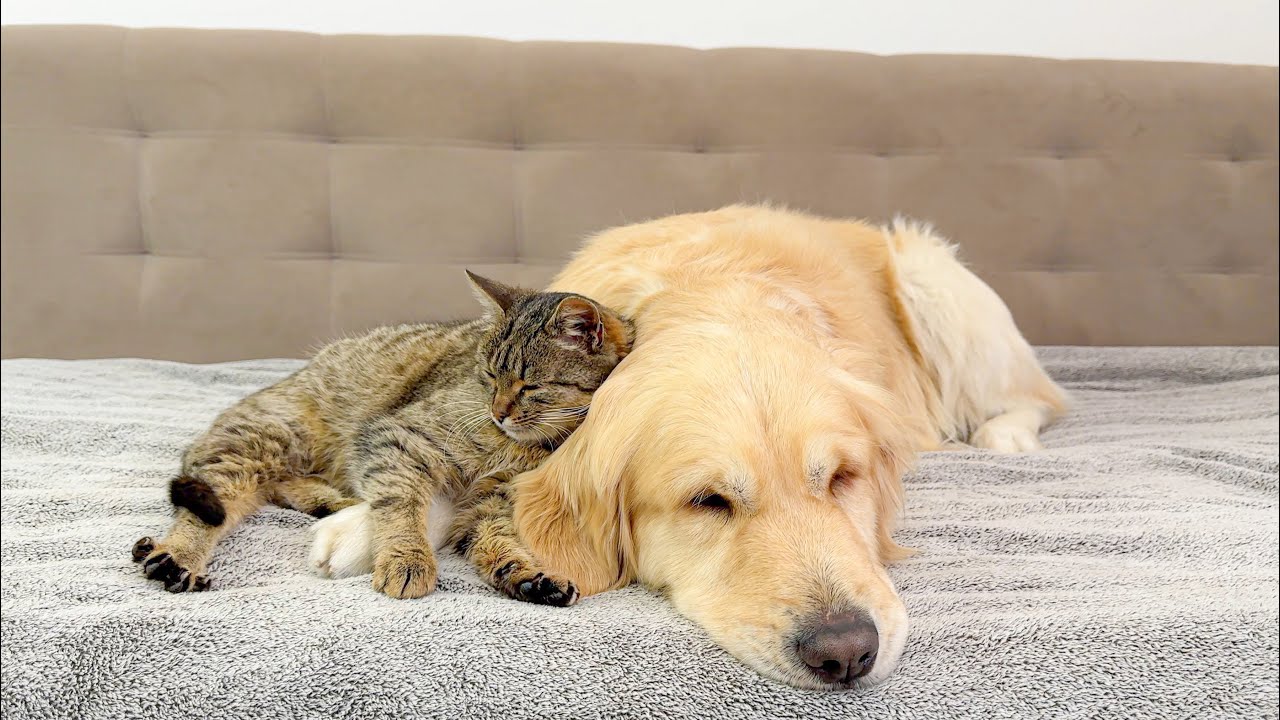 Why This Cat Is in Love With a Golden Retriever [CUTEST VIDEO EVER]