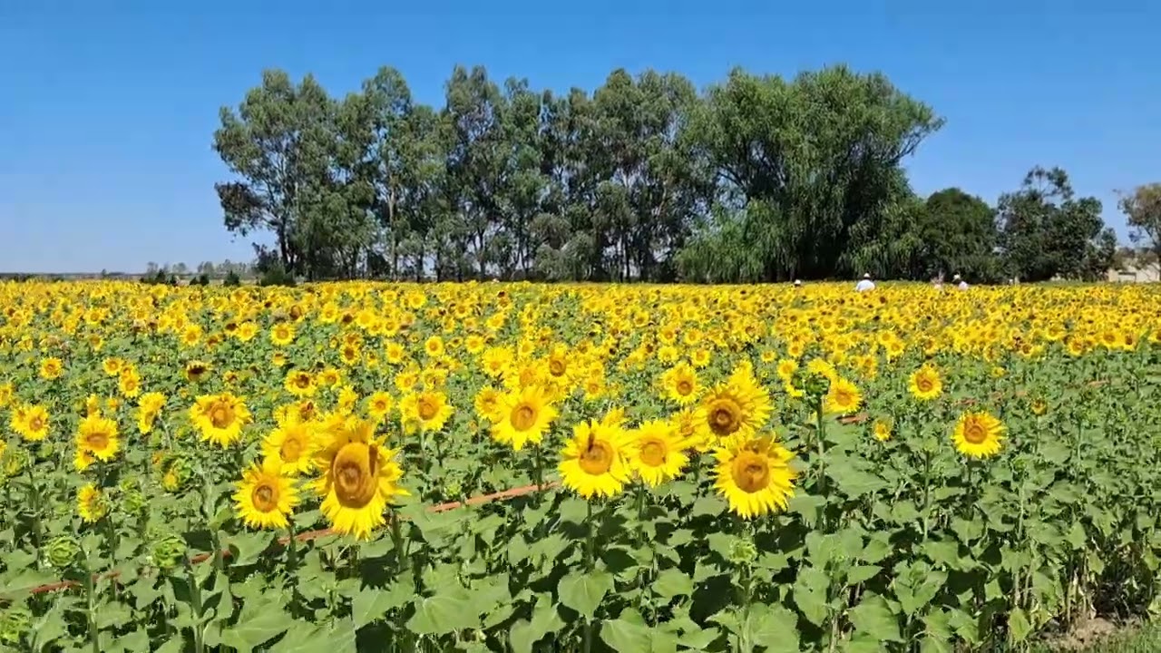 Sunflower Garden