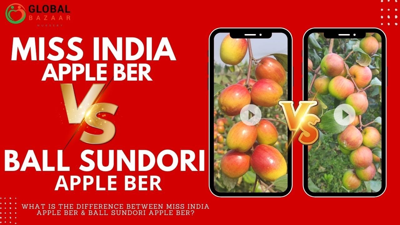 What is the difference between Miss India Apple Ber  & Ball sundori Apple Ber?
