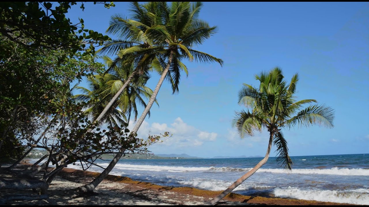 Voyage en Martinique : l'élaboration du rhum agricole martiniquais - 4K - fabrication du rhum