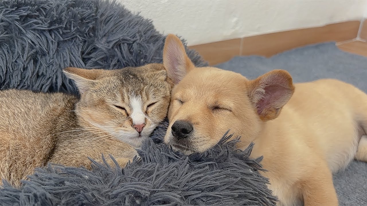 Abandoned Puppy Refuses to Sleep Without His Kitten — So Heartwarming