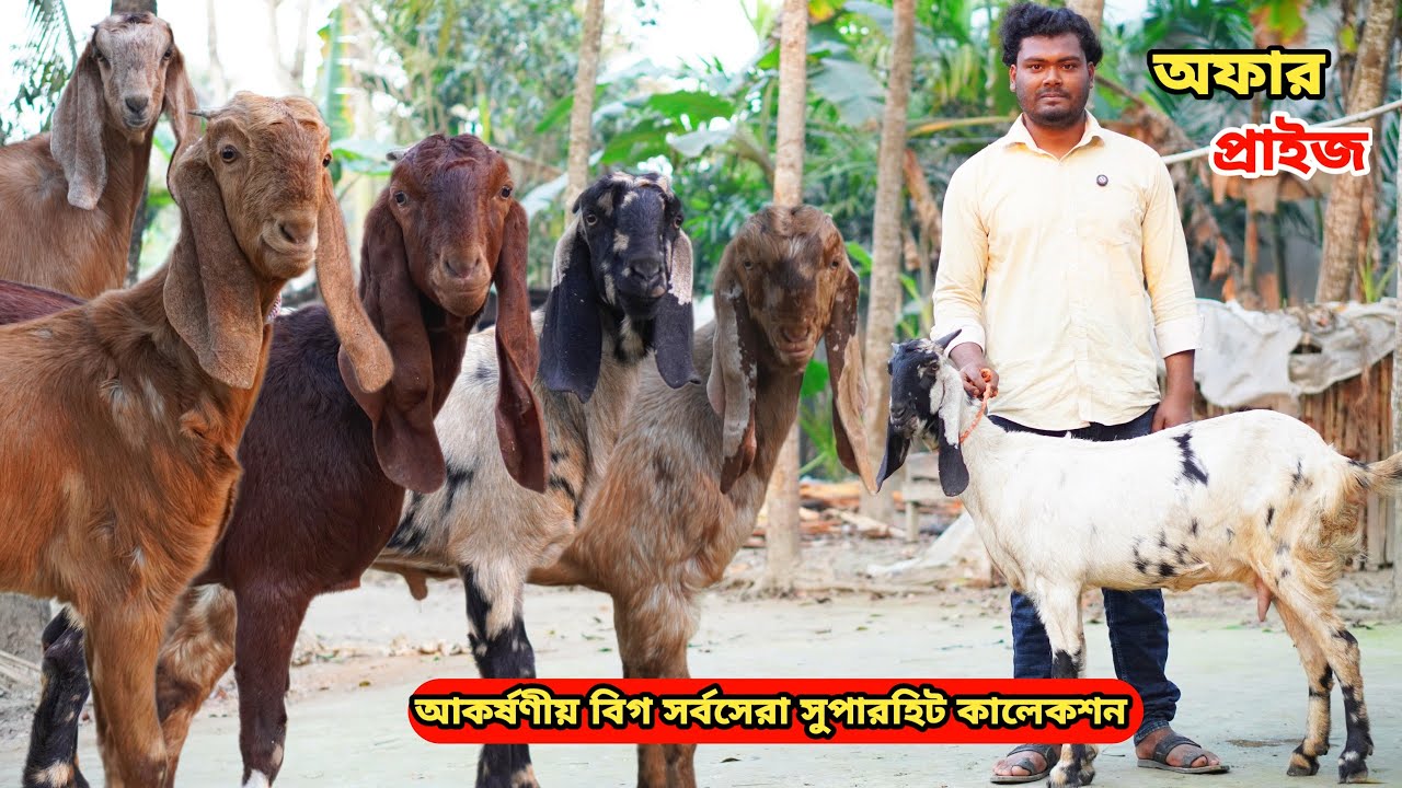 সবচেয়ে কমরেটে আকর্ষণীয় বিগ খামার উপযোগী সর্বসেরা সুপারহিট দুধের,গ্যারান্টি গাভিন,খাসি ও পাঠা কিনুন