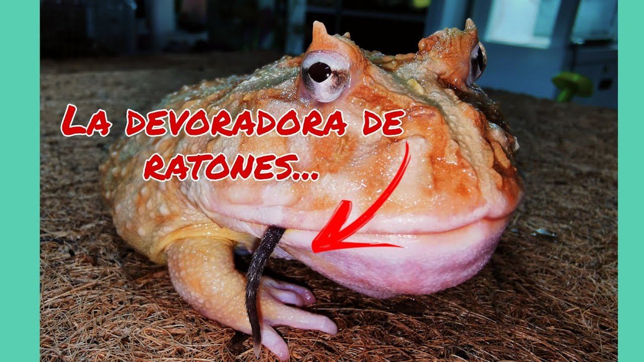 Rana Pacman o Ceratophrys cranwelli. Aprende a mantenerlas correctamente!