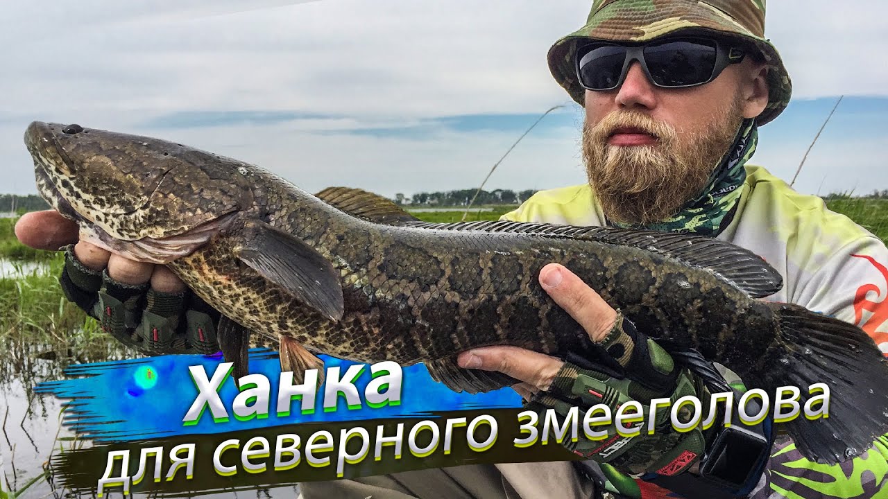 🇷🇺 ОГРОМНЫЕ ЗМЕЕГОЛОВЫ кидаются на поверхностные приманки. Рыбалка на змееголова Озеро Ханка 2019/06