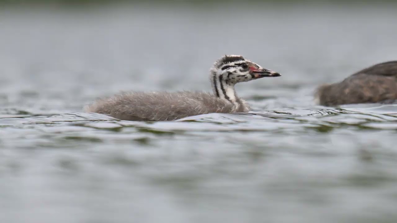 Great Crested Grebe chick