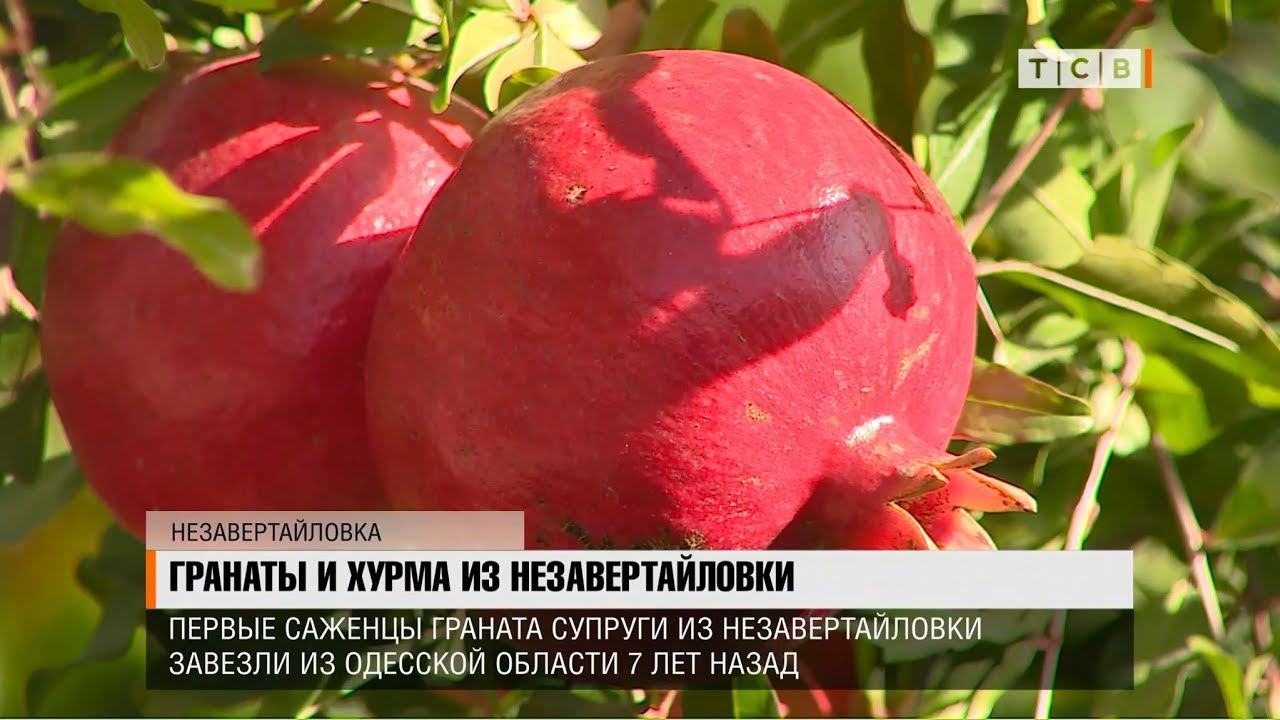 Гранаты и хурма из Незавертайловки