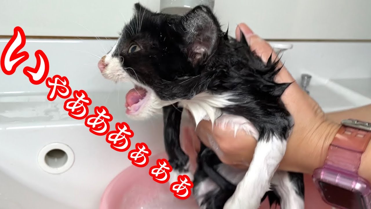 【保護子猫】初めてのお風呂で大絶叫してしまった子猫の可愛い姿