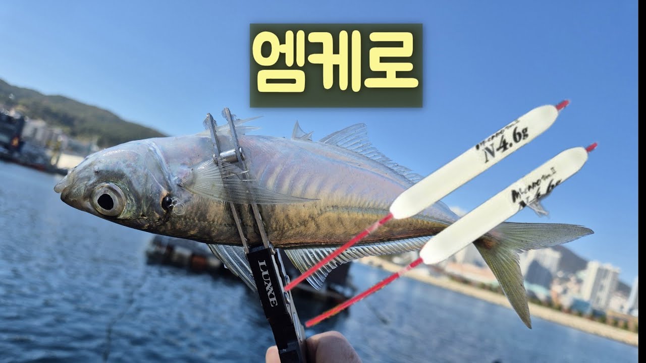 앰케로로 전갱이를 잡아봤습니다... #부산낚시 #아징 #낚시 #짬낚전갱이tv #ajing #엠케로 #전갱이루어낚시 #전갱이