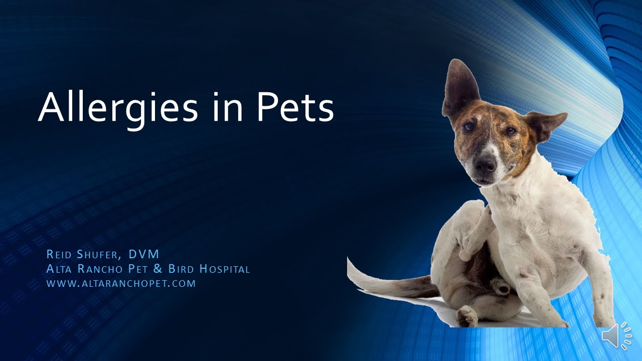 Allergies in Pets