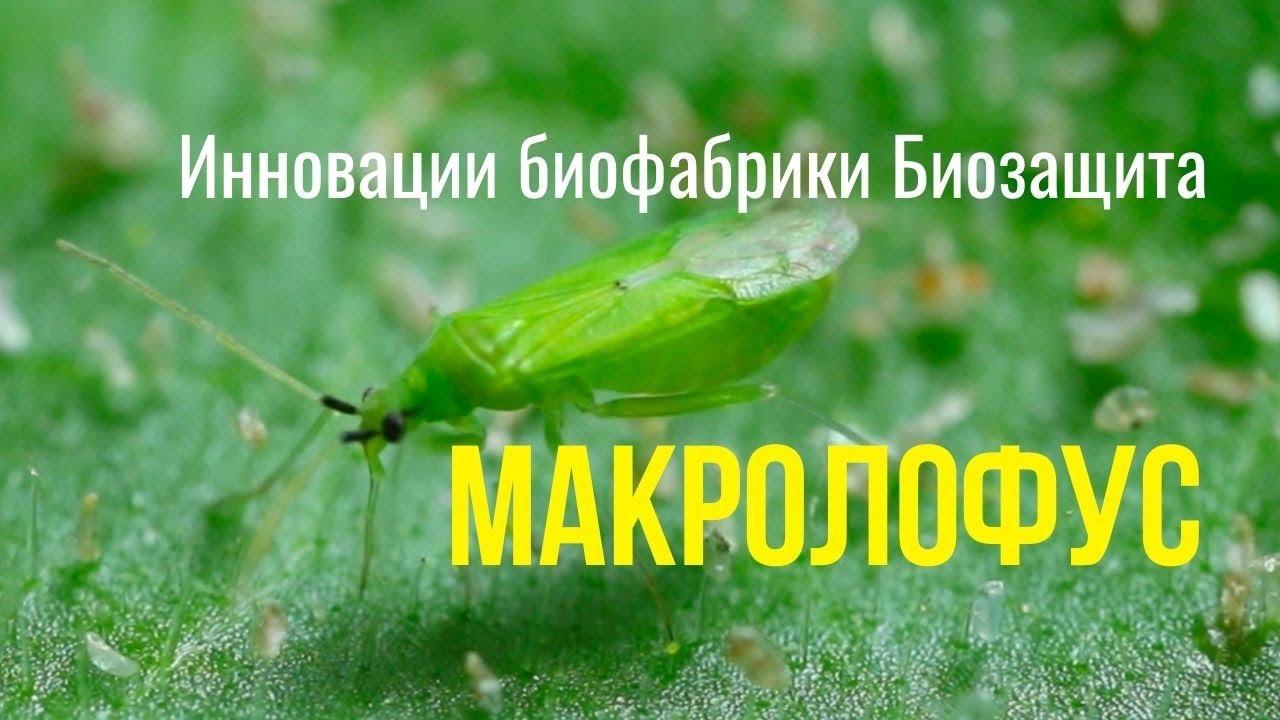 СЕКРЕТНО! Выращивание и собор хищного клопа Macrolophus pygmaeus?