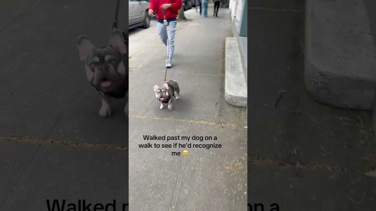 Her dog recognized her in public 😂